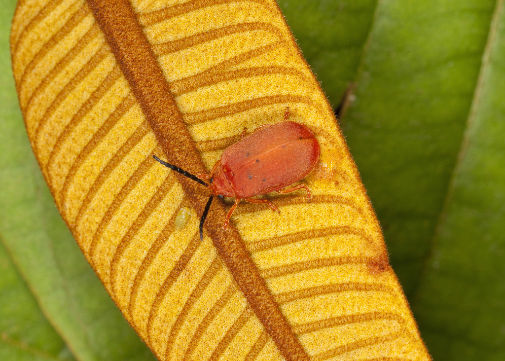 Caraguata robusta