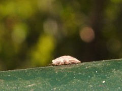 Drosicha