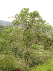 Aiouea montana