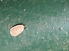 Drosicha