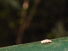 Drosicha