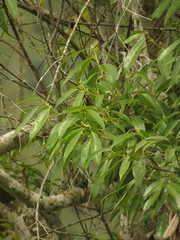Aiouea montana
