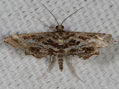Diasemiopsis leodocusalis