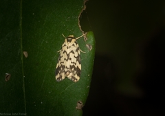 Goniosema anguliscripta