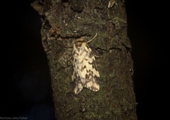 Goniosema anguliscripta