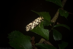 Goniosema anguliscripta