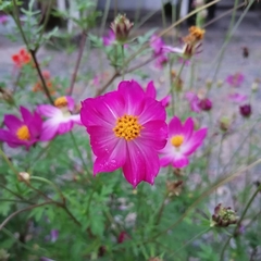 Cosmos pacificus
