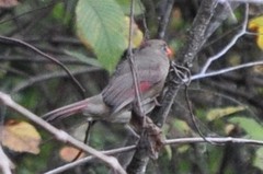 Cardinalis cardinalis