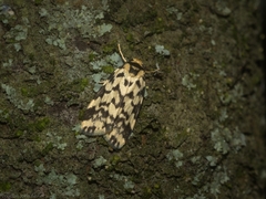 Goniosema anguliscripta