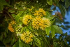 Pararchidendron pruinosum