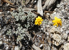 Eriophyllum lanatum integrifolium