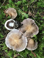 Cortinarius anomalus