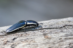 Chalcolepidius apacheanus