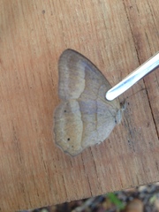 Yphthimoides ochracea