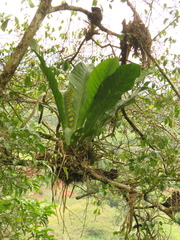 Anthurium caucavallense