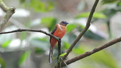 Harpactes duvaucelii