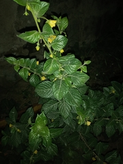 Capsicum rhomboideum