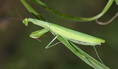 Mantis religiosa beybienkoi