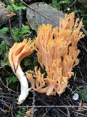 Ramaria flavigelatinosa