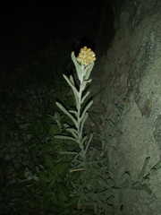 Pseudognaphalium elegans