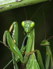 Mantis religiosa beybienkoi