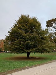Fagus sylvatica