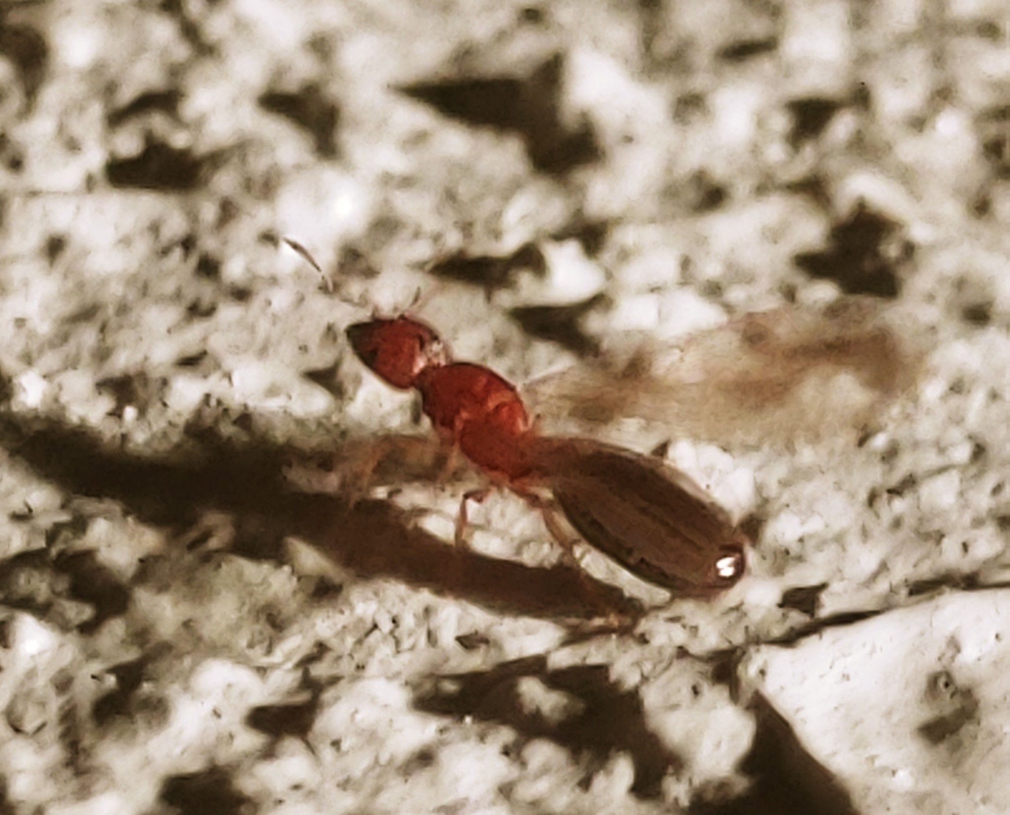 Pheidole parva