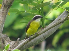 Myiozetetes cayanensis