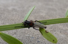 Dilophus pectoralis
