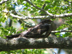 Nyctidromus albicollis