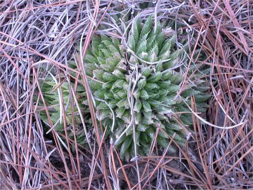 Haworthia outeniquensis M.B.Bayer