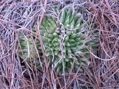 Haworthia outeniquensis