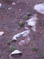 Haworthia outeniquensis