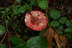 Russula bicolor