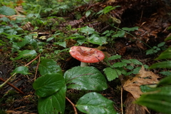 Russula bicolor