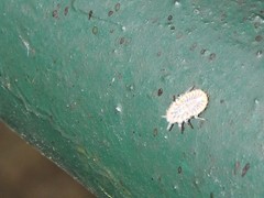 Drosicha