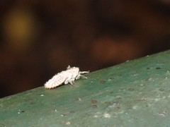 Drosicha
