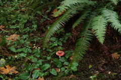 Russula bicolor