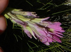 Castilleja lemmonii