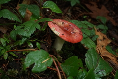 Russula bicolor