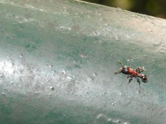 Dilobocondyla fouqueti