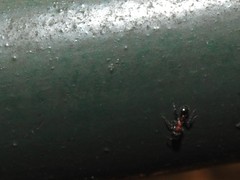 Dilobocondyla fouqueti