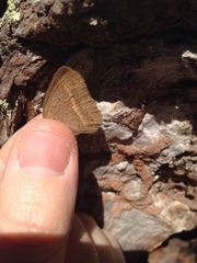 Yphthimoides patricia