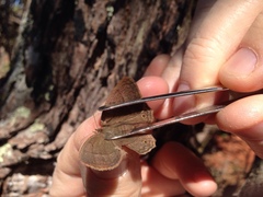 Yphthimoides patricia