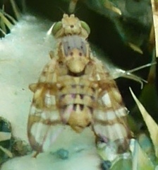 Terellia occidentalis