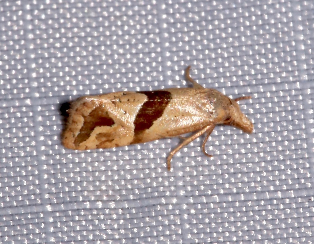 Broad-patched Eugnosta Moth