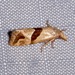 Broad-patched Eugnosta Moth - Photo (c) Laura Gaudette, some rights reserved (CC BY), uploaded by Laura Gaudette