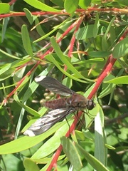 Comptosia heliophila