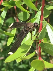 Comptosia heliophila