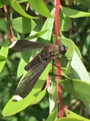 Comptosia heliophila